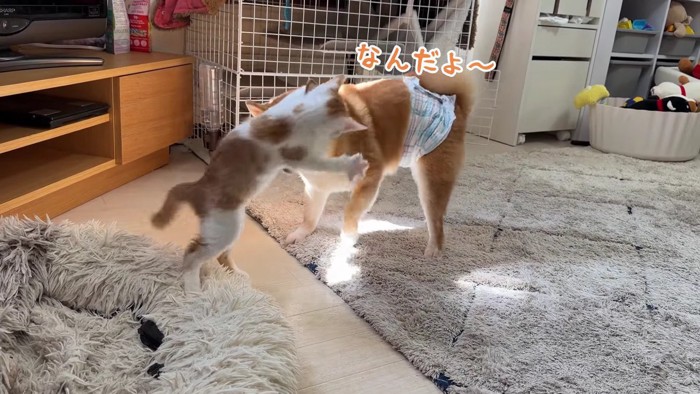 「日向ちょうだいニャ!」