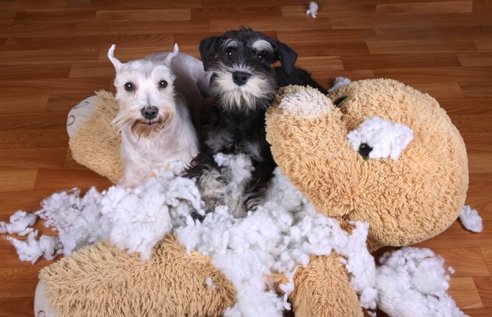 クッションを破壊している2頭の犬