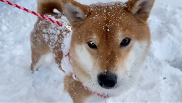 体中に雪が付いた犬