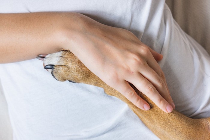 クッションの上で重ねた犬と女性の手