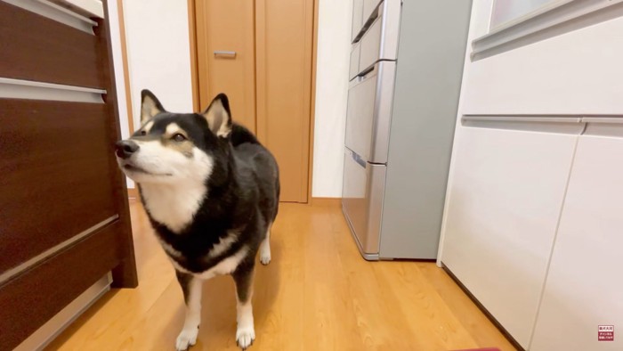 お肉が食べたい大河くん2