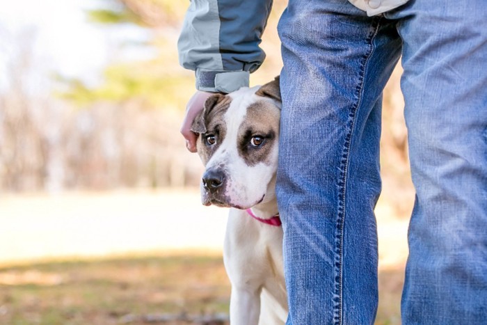 男性の足元で隠れる犬