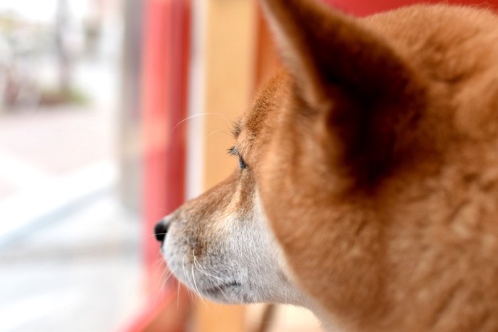 柴犬の横顔