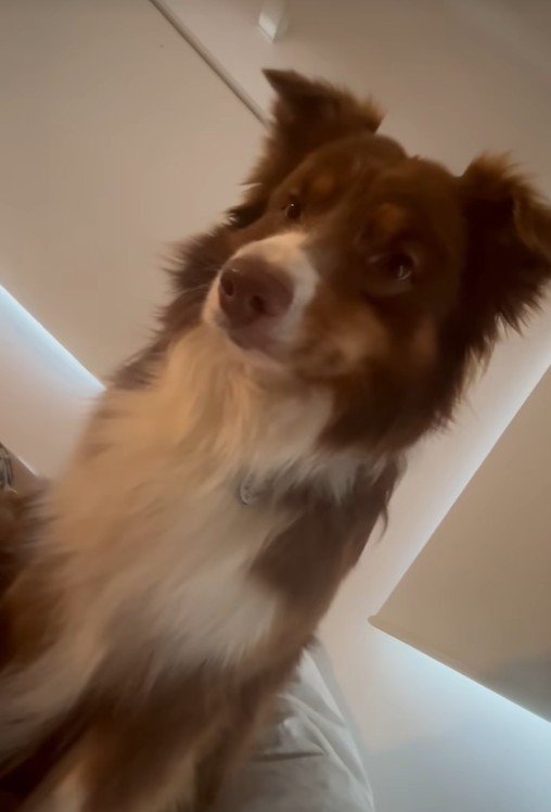 飼い主さんを起こすコロくん3