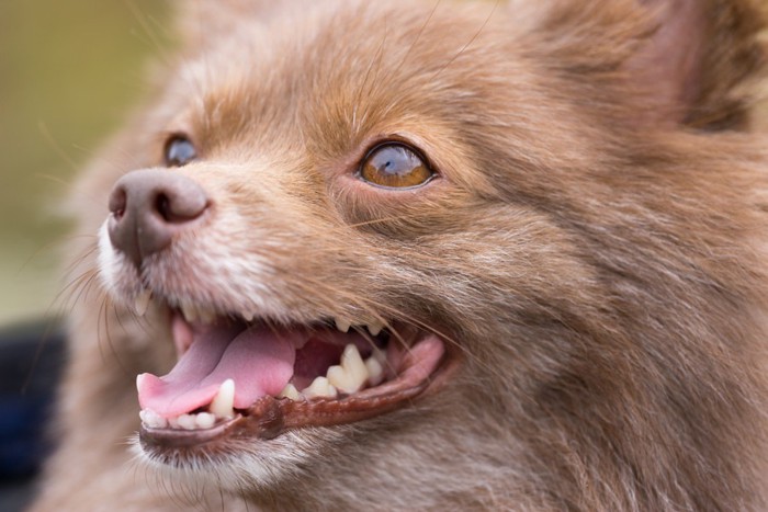 笑顔の茶色の小型犬(アップ)