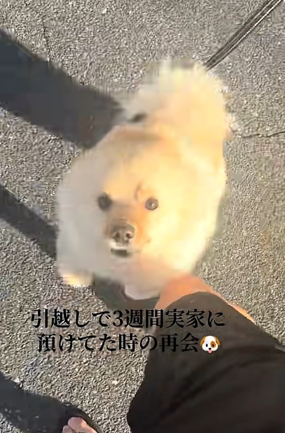 耳が倒れるサニーくん