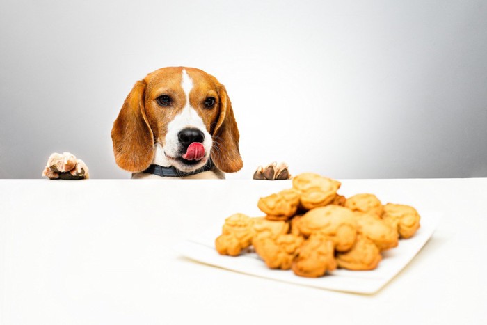 テーブルの上にあるクッキーを見つめる犬