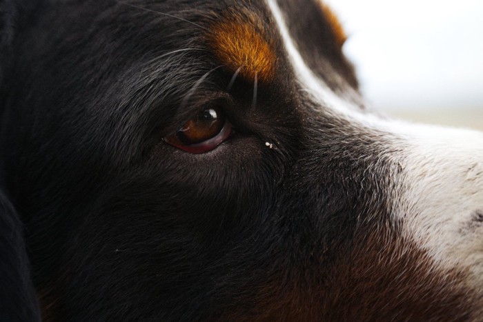 寂しげな犬の瞳