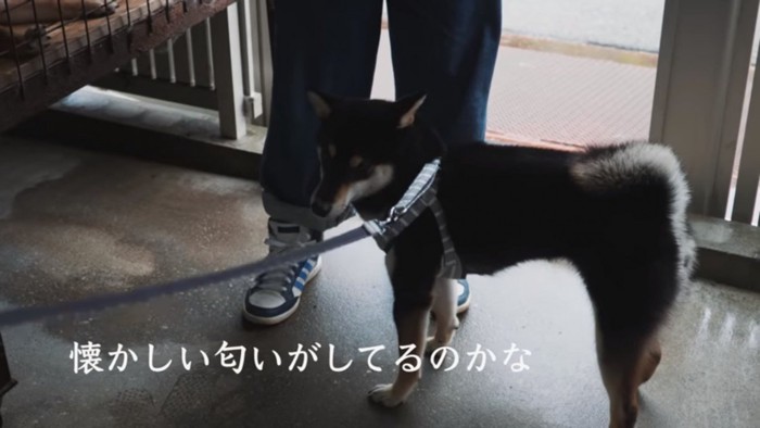 犬舎に到着したヒナタちゃん