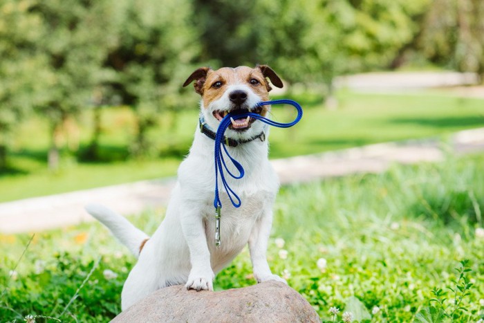 外で大きな石の上でリードを咥えている犬