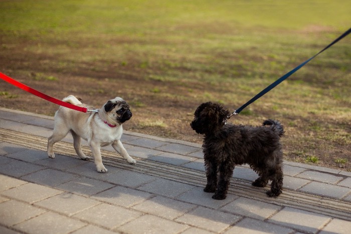 散歩中、向かい合う2匹の犬