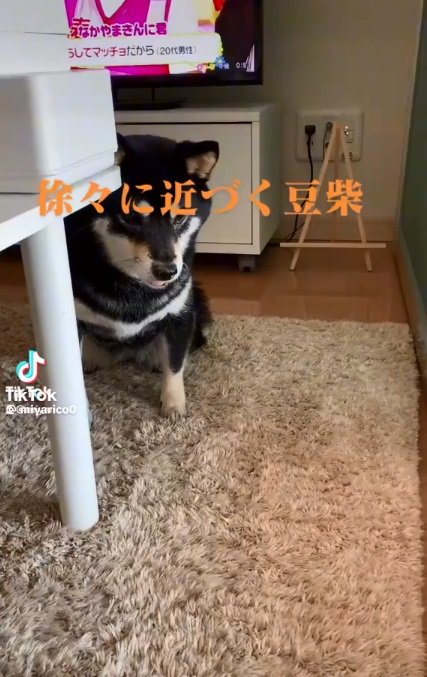 遠くからリコちゃんを見るミヤビちゃん