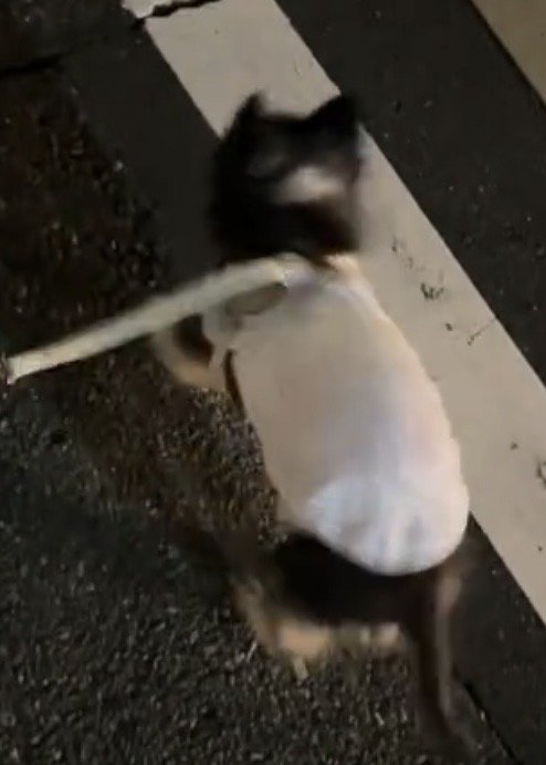 跳ねたように見える犬の姿