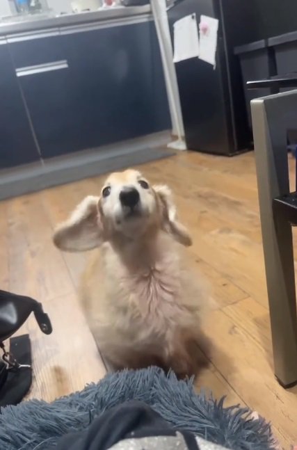 鳴くれっくすくん