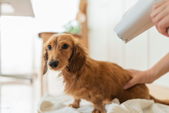 ドライヤーで体を乾かしてもらっている犬