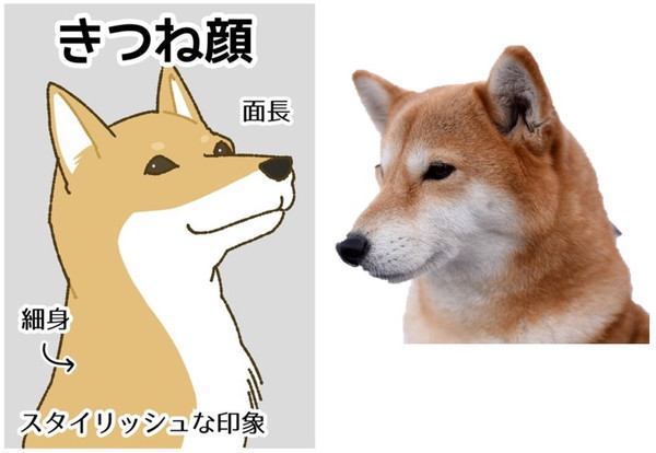 柴犬の「キツネ顔」の見分け方