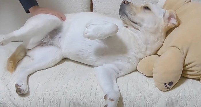 やる気なく飼い主さん見送る犬