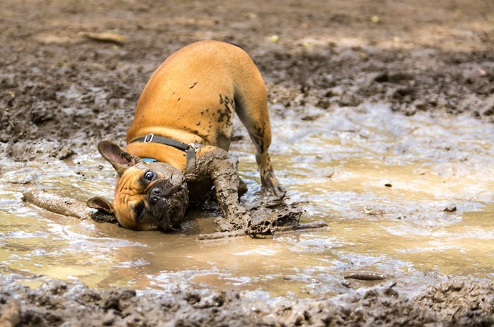 泥水を浴びて泥だらけになる犬