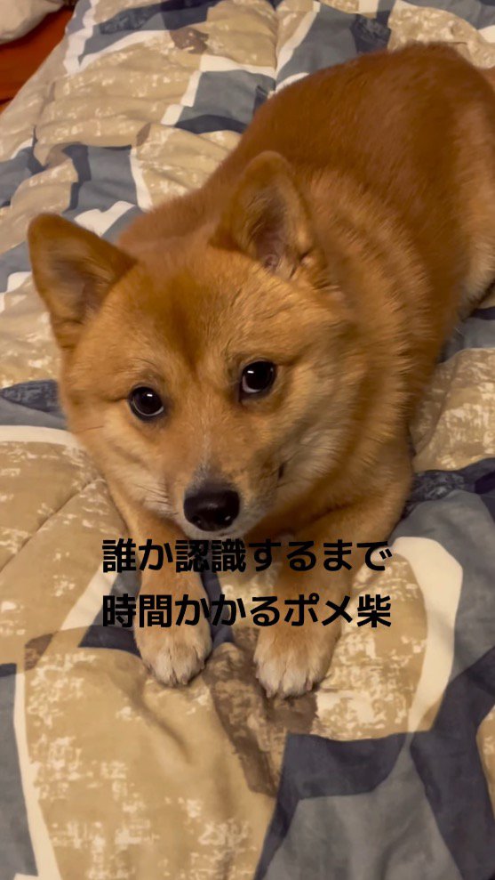 上目使いで飼い主を見つめる犬