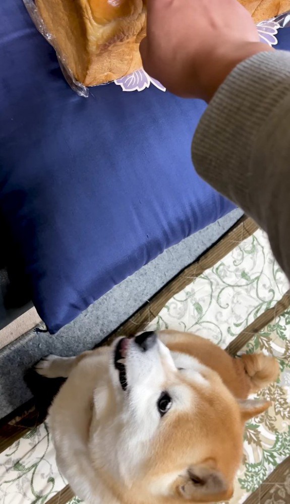 食パンに嫉妬心を剥き出しに！