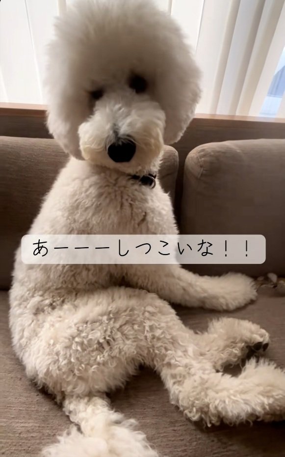 振り返るハクくん