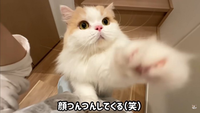 飼い主さんとポテチくん＆レモンさんの再会6