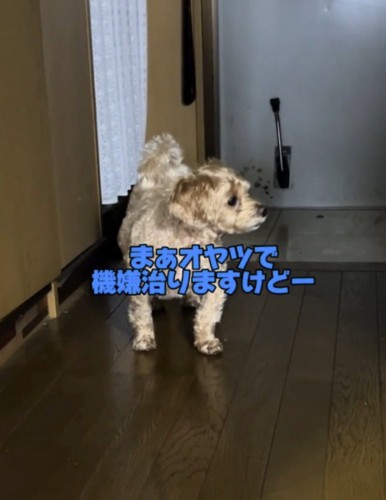 室内にいる女性に少しずつ近づく犬