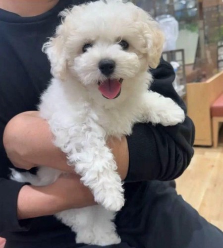 家族に抱き抱えられる犬