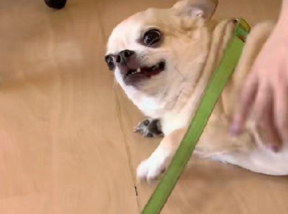 今日も出待ち