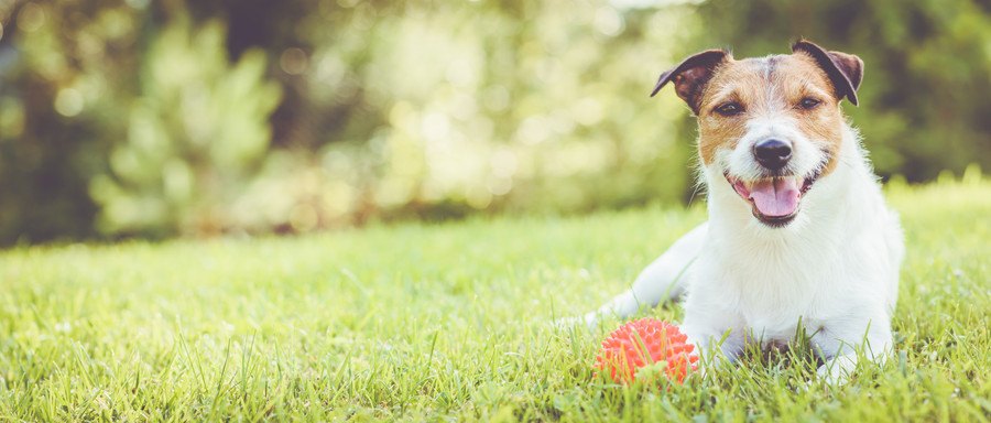 嬉しそうに笑う犬