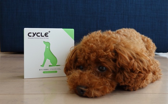 Plus Cycle箱と寝そべる愛犬