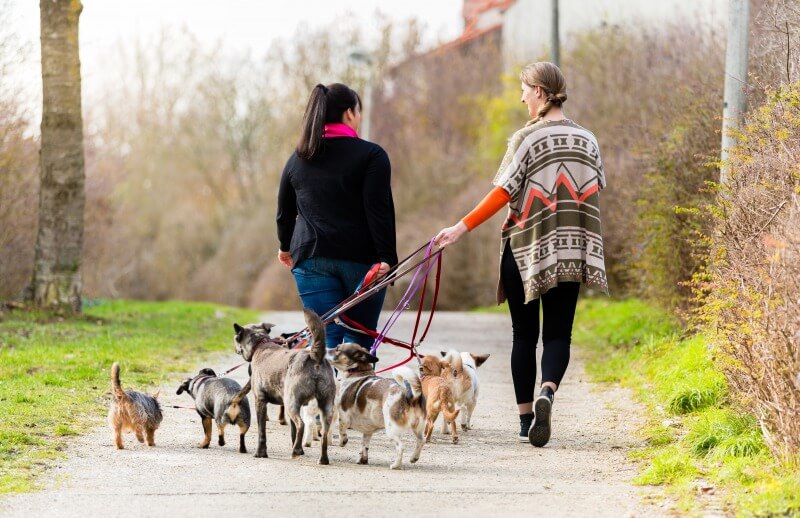 複数の犬をまとめてお散歩中