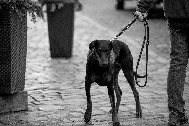 犬の白黒写真