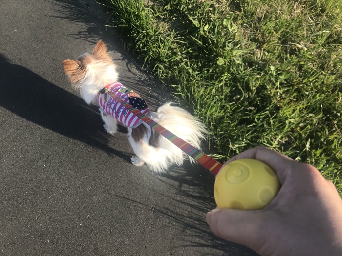 犬とドンストップ